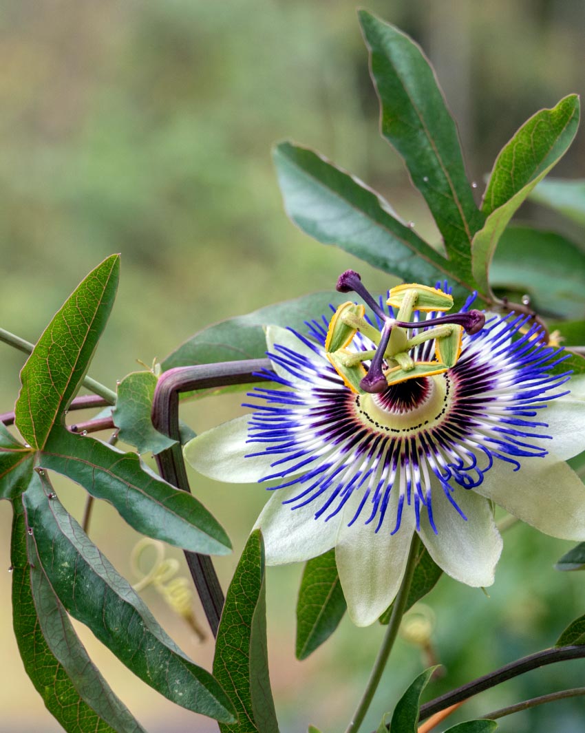 blue-passion-flower-health-potential-christchurch-nz