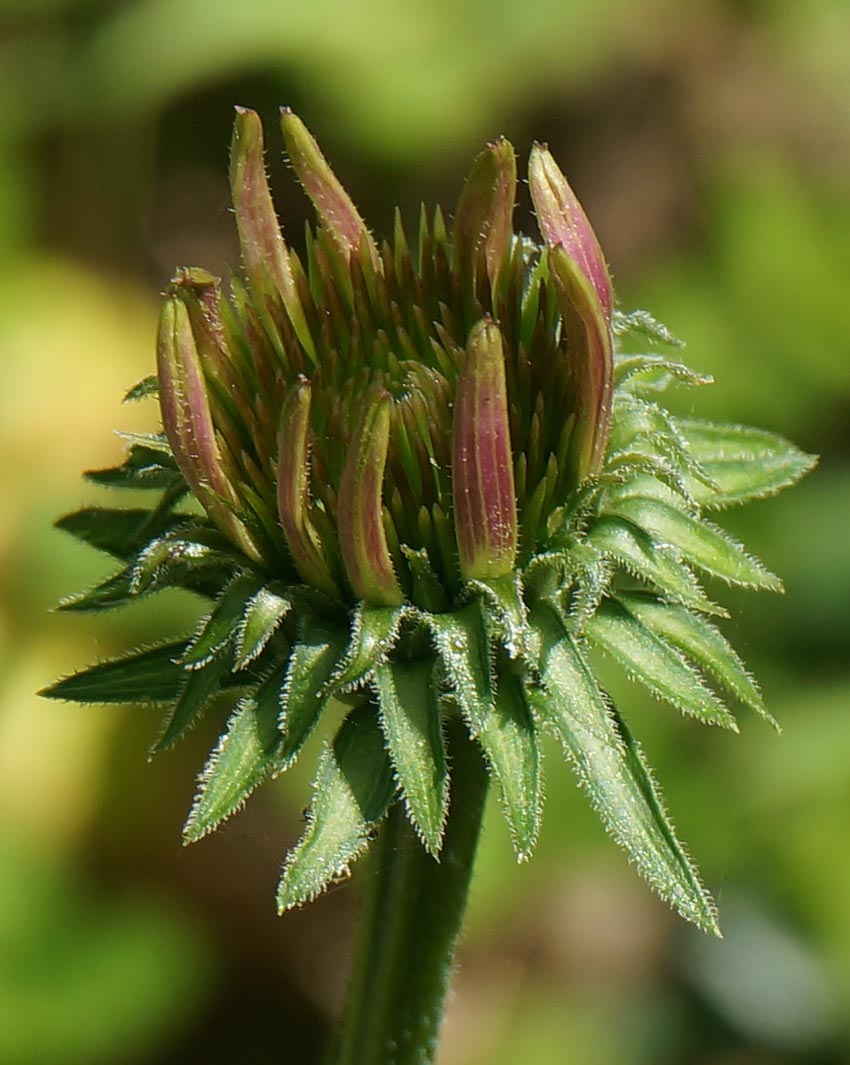 echinacea-bud-health-potential-christchurch-nz