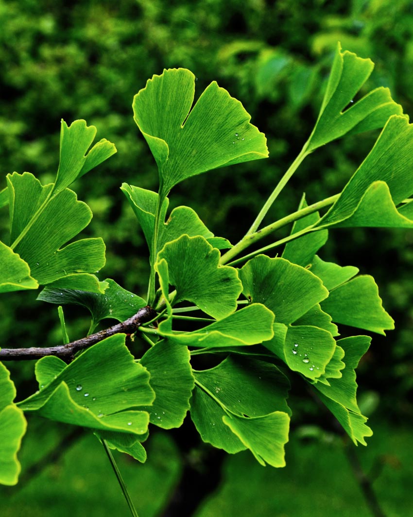 gingko-biloba