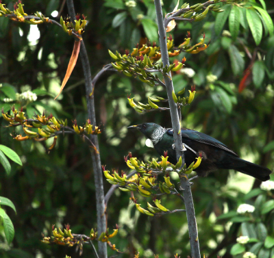 harakeke-new-zealand-flax-tui-healthpotential-christchurch-nz