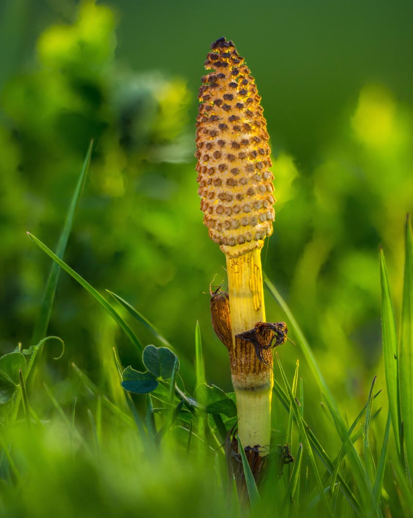 horsetail-health-potential-christchurch-nz.jpg