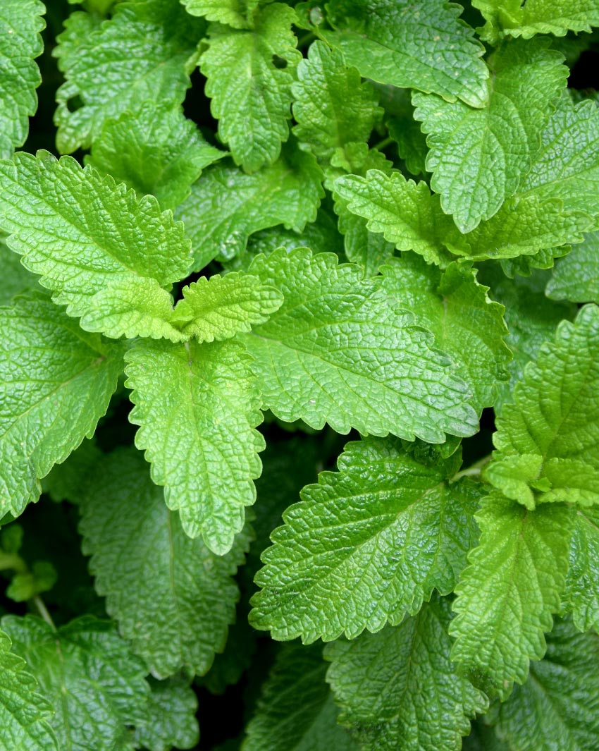 lemon-balm
