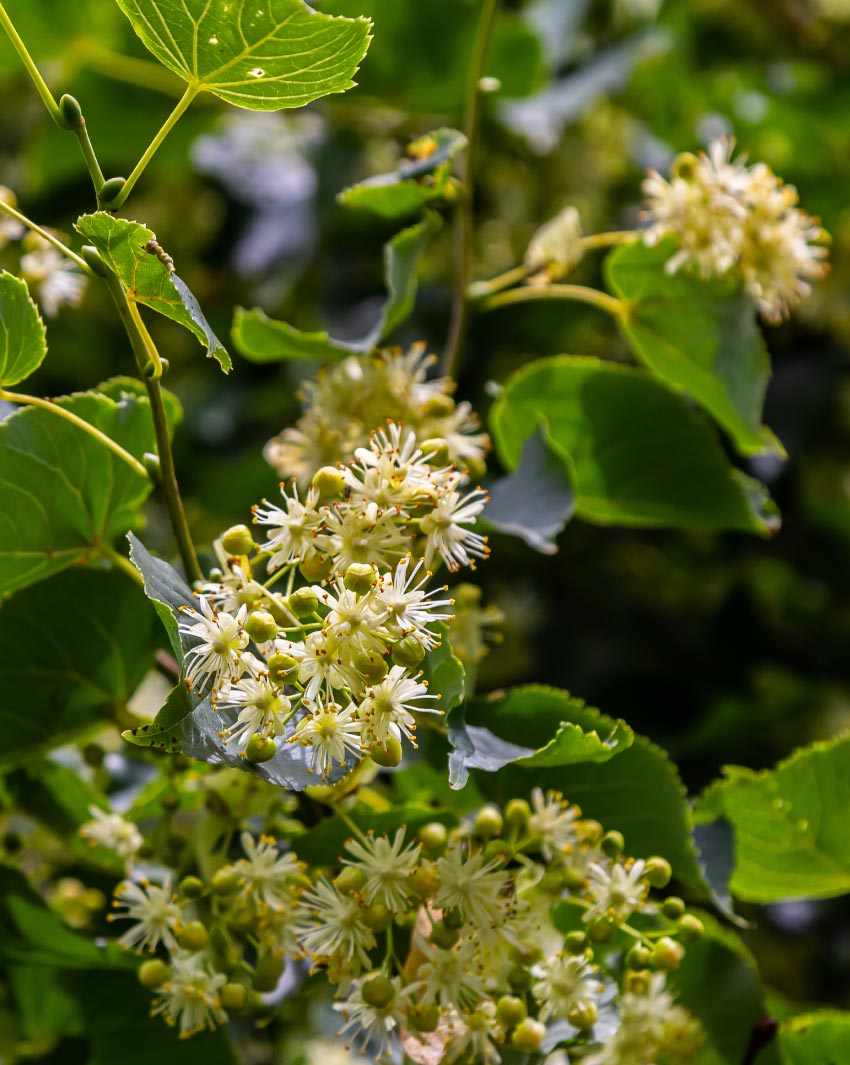 linden-flowers-health-potential-christchurch-nz
