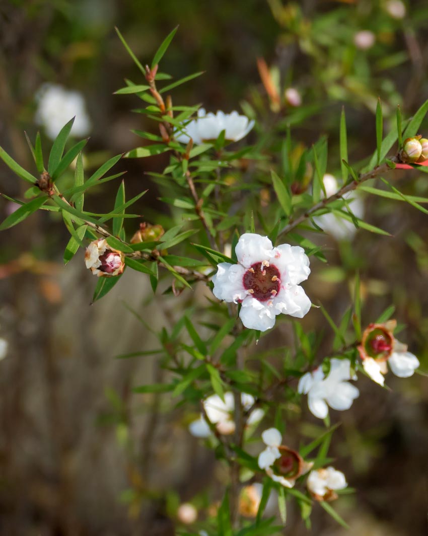 manuka