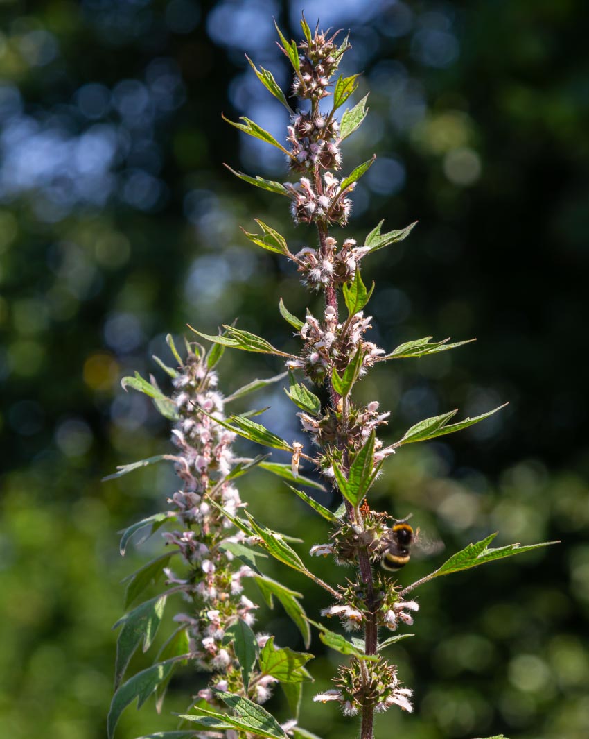 motherwort