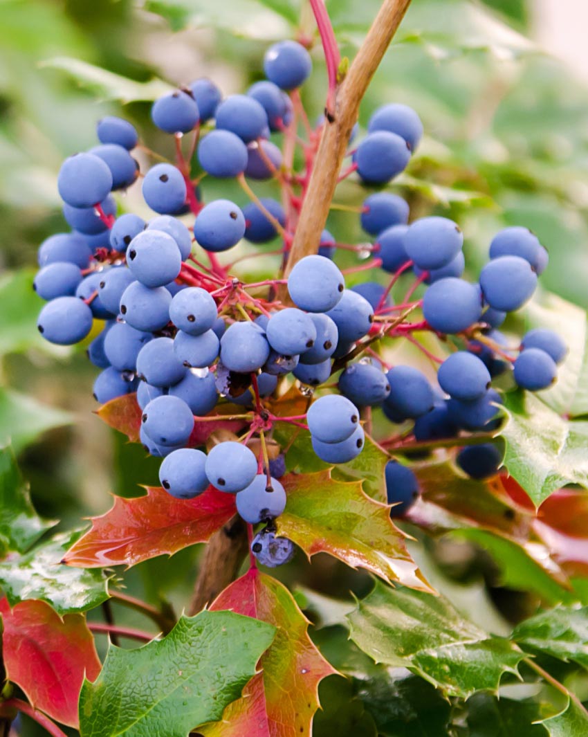oregon-grape-potential-christchurch-nz