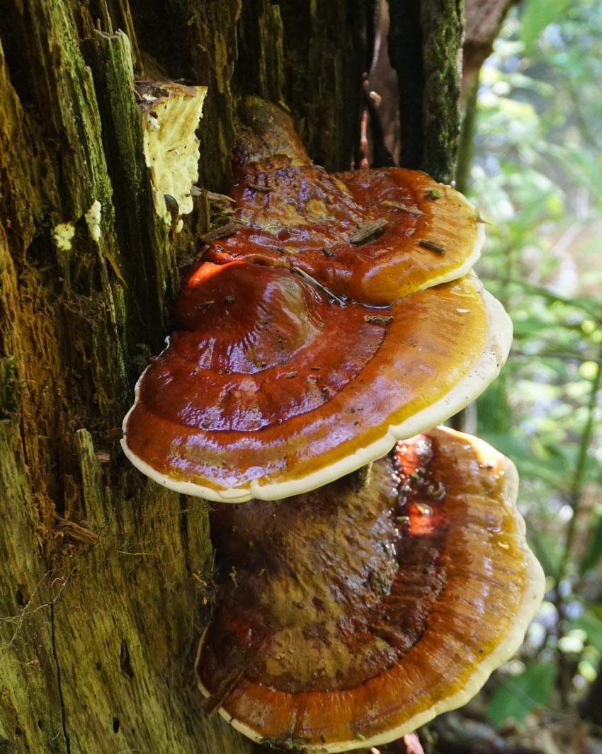reishi-mushroom-health-potential-christchurch-nz