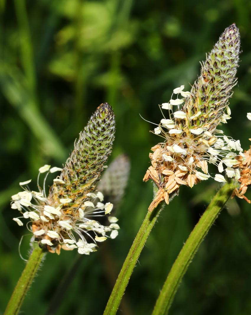 ribwort_plantain-health-potential-christchurch-nz