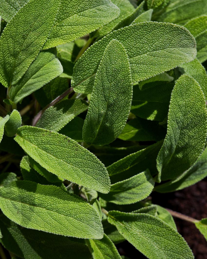 sage