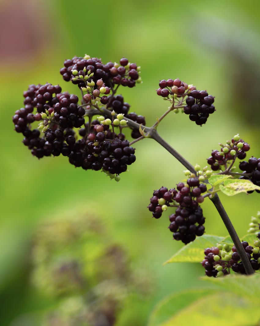 siberian-ginseng-health-potential-christchurch-nz