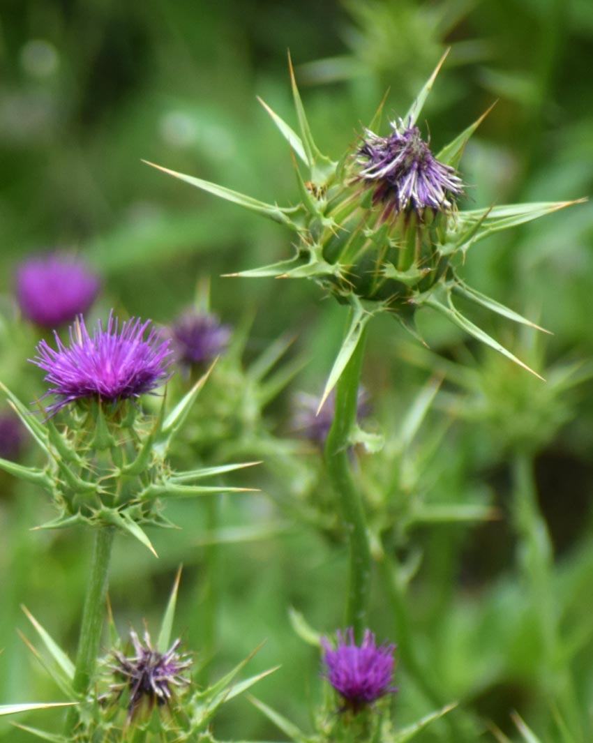 st-marys-thistle-health-potential-christchurch-nz