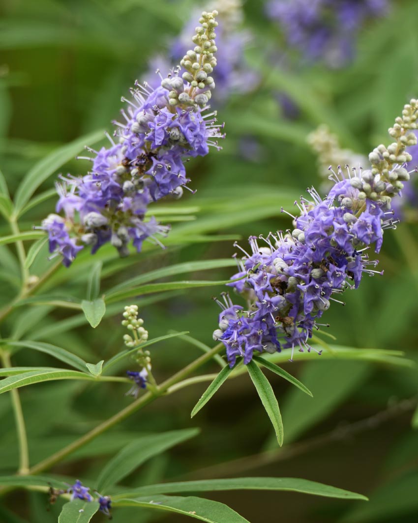 vitex-agnus-castus-chaste-tree